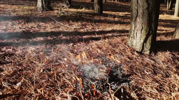 forest ground fire under pine tree - Footage, Video
