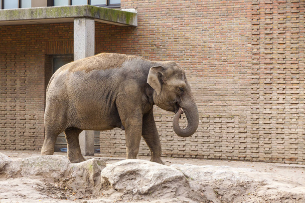Asian Elephant in a Zoo - Foto, imagen