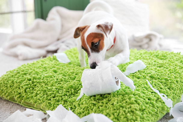 Jack Russell Terrier biting paper at home - Foto, imagen