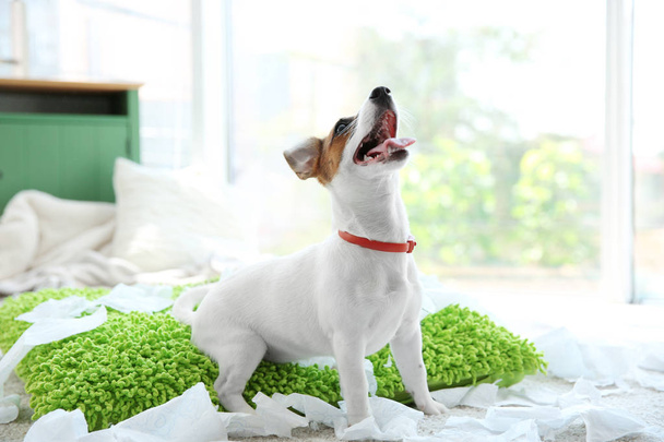 Jack Russell Terrier biting paper at home - Foto, imagen