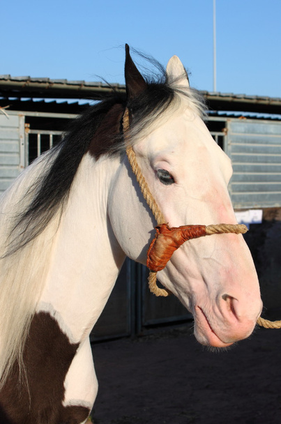 portret białego konia Tiger - Zdjęcie, obraz