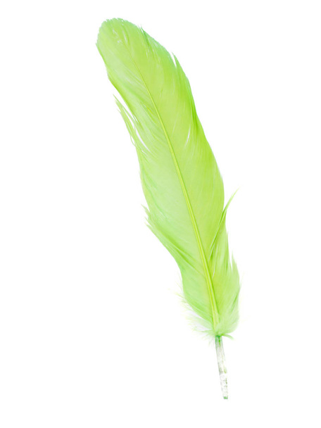 soft fluffy bird feather isolated on white - Foto, imagen