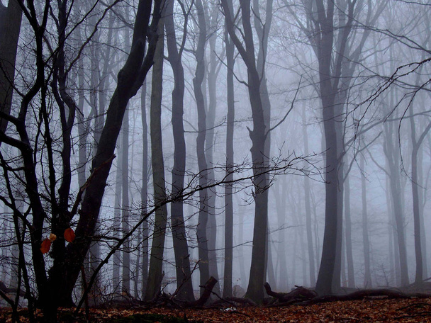 Зачарованный осенний лес
 - Фото, изображение
