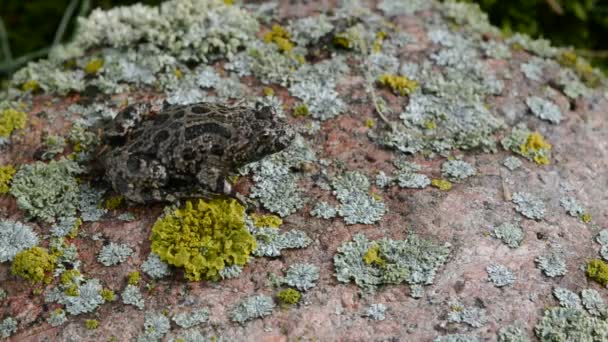 Европейская огнебрюхая жаба (Bombina bombina) на камне
 - Кадры, видео