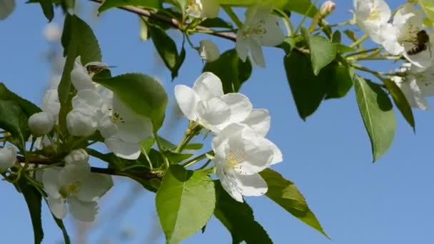 Biene auf Apfelbaumblüten und Wind - Filmmaterial, Video