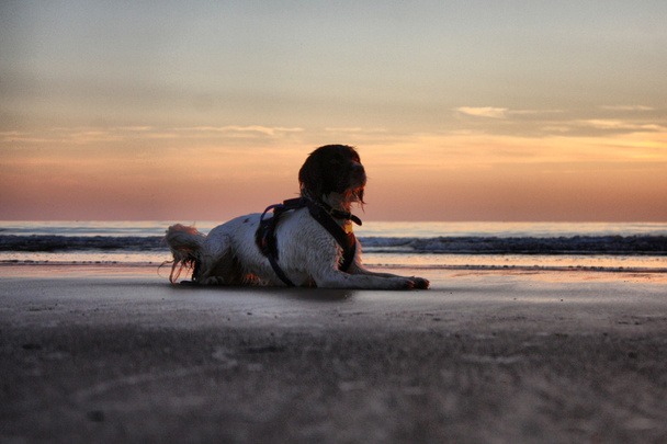 A working type english springer spaniel at sunset on a beach - Photo, Image