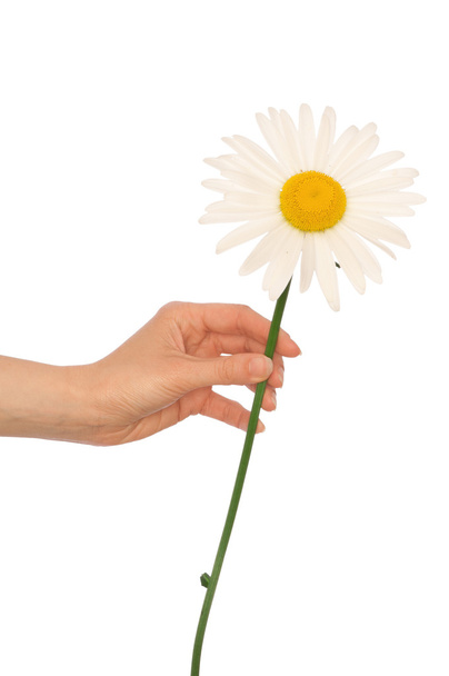 Big white daisy - Foto, imagen