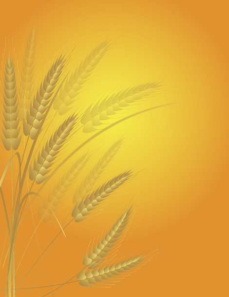 tarwe graan veld illustratie - Vector, afbeelding
