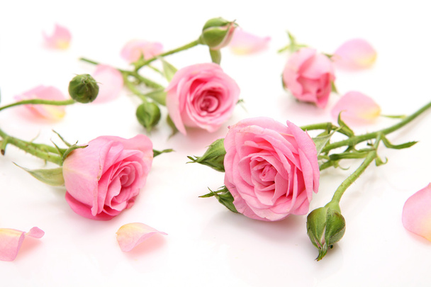 Pink roses - Fotoğraf, Görsel