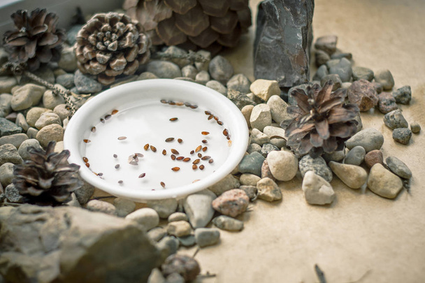 Bonsai seeds. Still life with stones and cones. Soaked Thunbergii seeds on a window sill. Scandinavian. Nordic. Green white and yellow colors. Bonsai pine Hobby. Forest at home. The bonsai beginning.  - Photo, Image