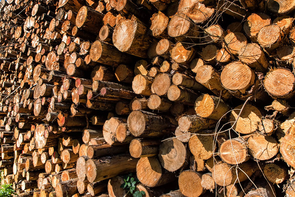Wood Logs Background - Фото, изображение