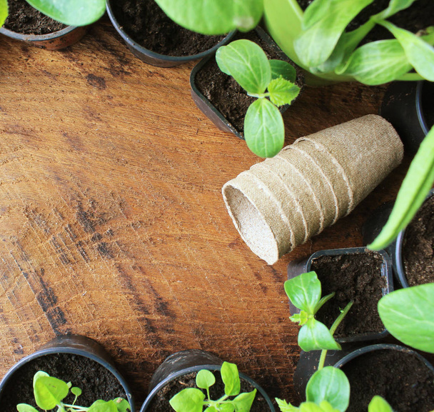concept de jardinage arrière-plan avec semis et pot
 - Photo, image