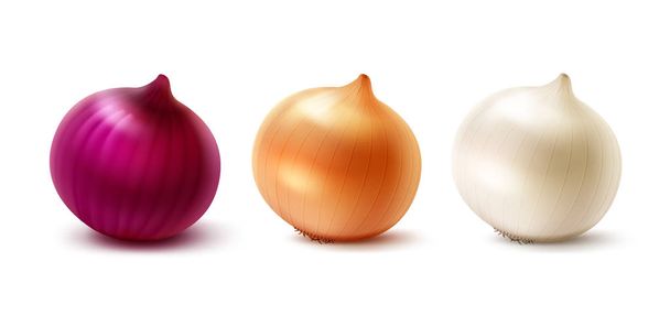 Vector Set of Fresh Whole Yellow Red White Onion Bulbs Close up Isolated on White Background - Vector, Image