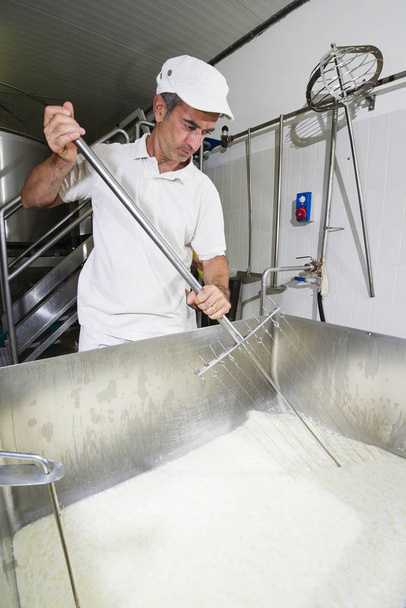Cheese maker cut the curd  - Photo, Image