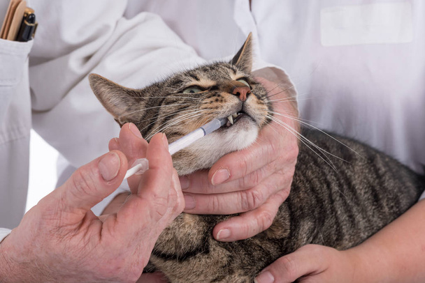 Macska az állatorvoshoz Klinika - Fotó, kép