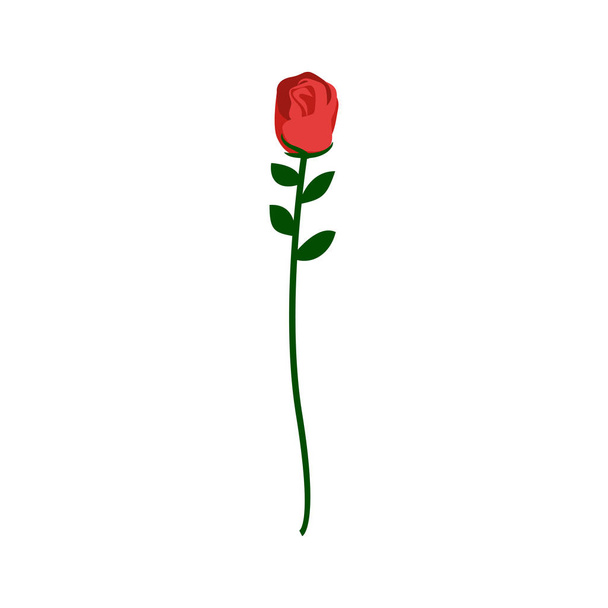 Red rose isolated. Beautiful flower on white background - Vektori, kuva