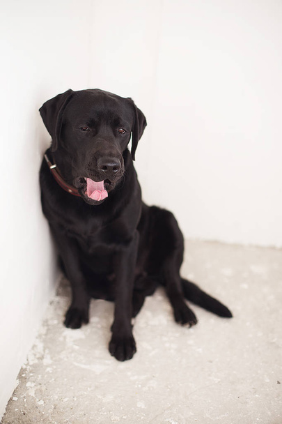 Labrador pes na bílém pozadí - Fotografie, Obrázek