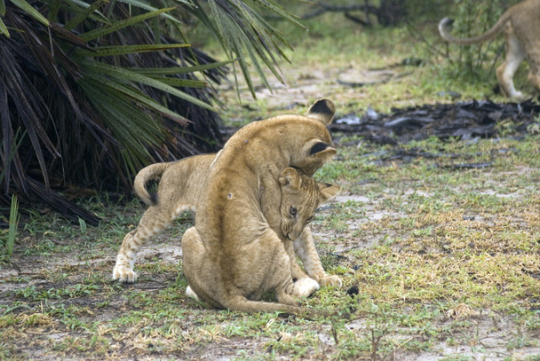 leeuwen, selous wildpark, tanzania - Foto, afbeelding