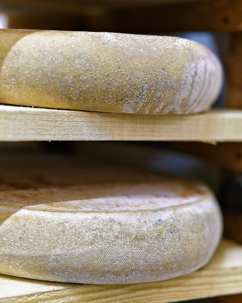 Aging Gruyere de Comte Cheese in maturing cellar in dairy - Photo, Image