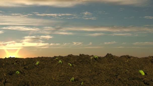 Gün doğumunda büyüyen soya fasulyesi time-lapse 5d - Video, Çekim