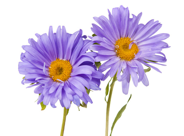 aster isolated - Photo, Image