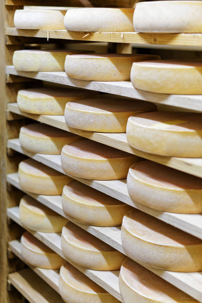 Comte Aging Cheese on ripening cellar Franche dairy - Photo, image
