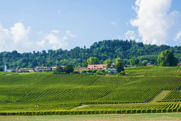Fields in Swiss village in Yverdon les Bains in Switzerland - Photo, Image