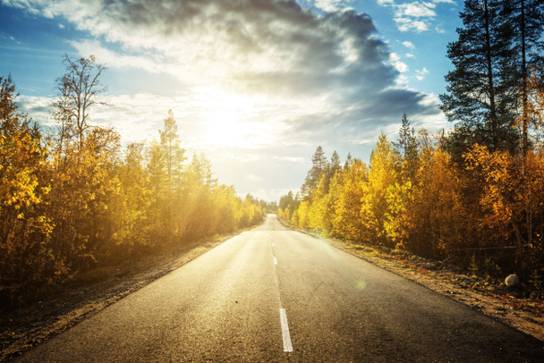 road in north forest in autumn time - Photo, Image