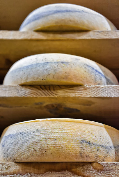 Rows of aging Cheese in ripening cellar Franche Comte - Photo, Image