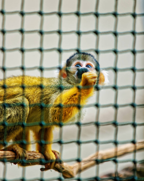 Μαϊμουδάκι στο ζωολογικό κήπο στην Ακρόπολη της Μπεζανσού - Φωτογραφία, εικόνα