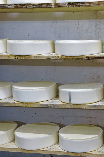Prateleiras de queijo jovem na adega de amadurecimento Franche Comte creamery
 - Foto, Imagem
