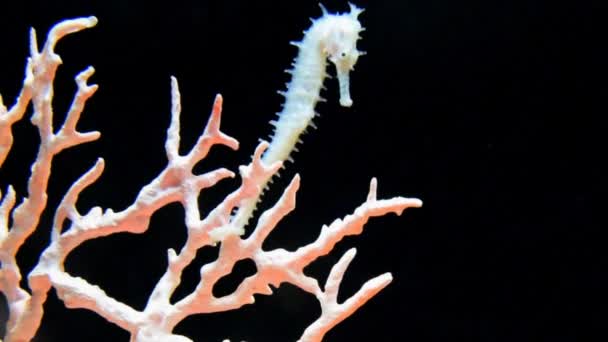 seahorse onderwater zwemmen  - Video