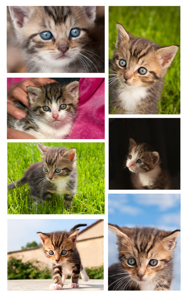 Fiatal macskák - Fotó, kép