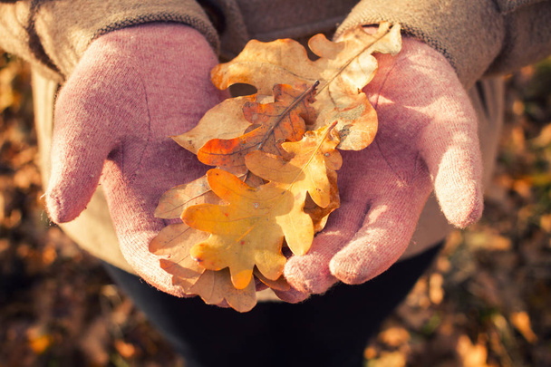 Осенние листья дуба - Фото, изображение