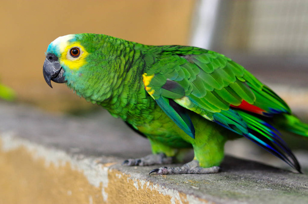 Зеленый попугай, Желтошевровый попугай, Brotogeris chiriri, сидящий на каменной стене, Парк птиц Куала-Лумпур, Малайзия
 - Фото, изображение
