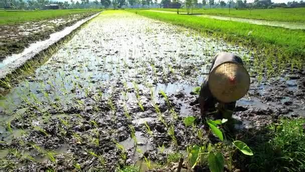 Farm worker sadzenia ryżu sadzonki - Materiał filmowy, wideo