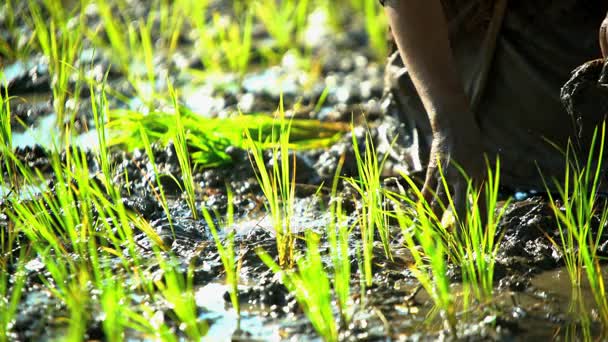  Farm worker sadzenia ryżu sadzonki - Materiał filmowy, wideo