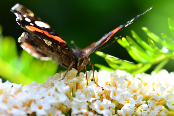 vlinder iii - Foto, afbeelding