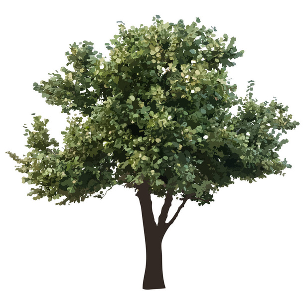 Δέντρο με φύλλα σε διανυσματικά λευκό φόντο - Διάνυσμα, εικόνα