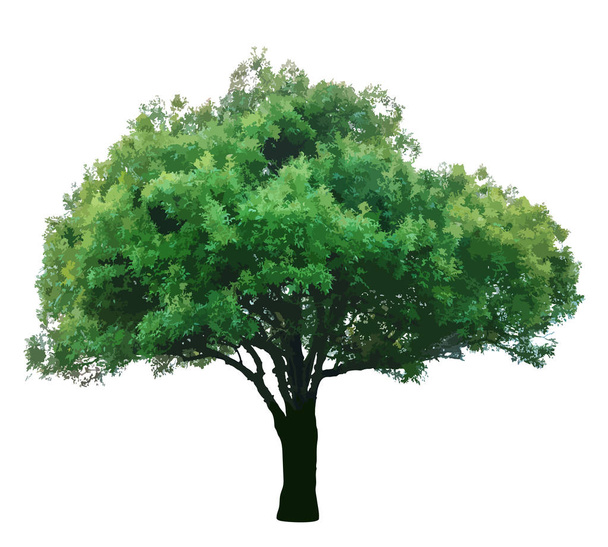 Árvore verde no vetor de fundo branco
 - Vetor, Imagem