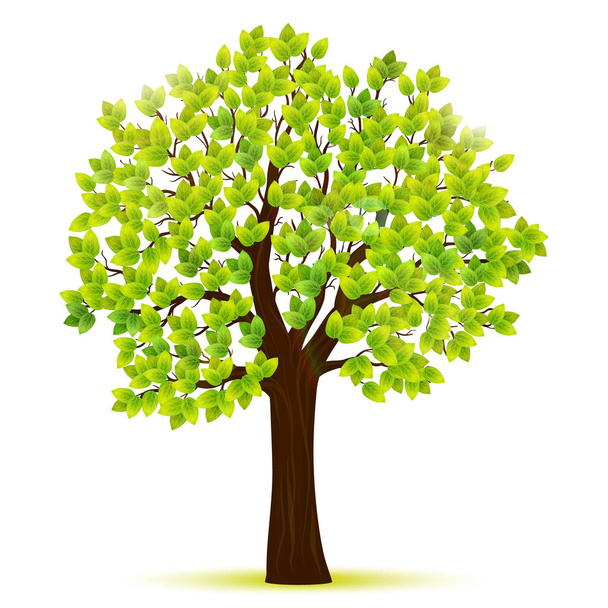 zielone drzewo z liśćmi wektor - Wektor, obraz