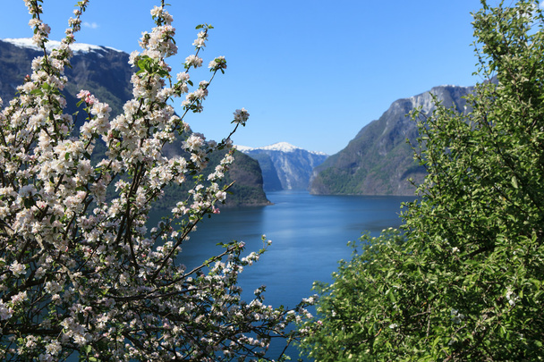 bloeiende boom door de fjord. - Foto, afbeelding