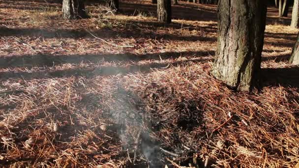 forest ground fire under pine tree - Footage, Video