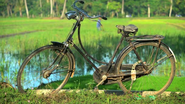 bicycle by rice field - Footage, Video