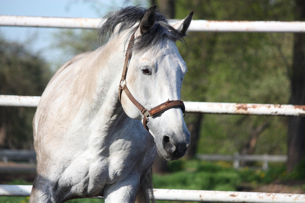 Серая латышская лошадь
 - Фото, изображение