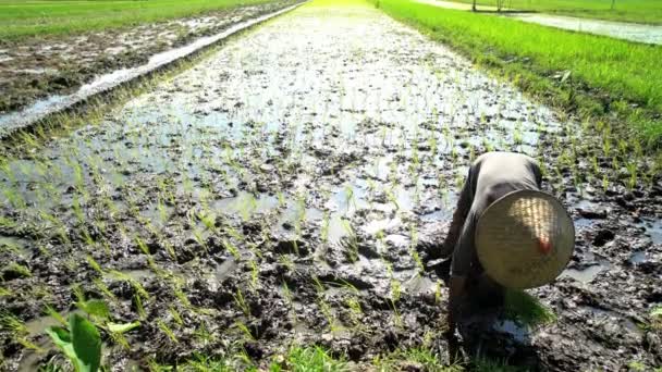 pracownik sadzenia sadzonek ryżu - Materiał filmowy, wideo