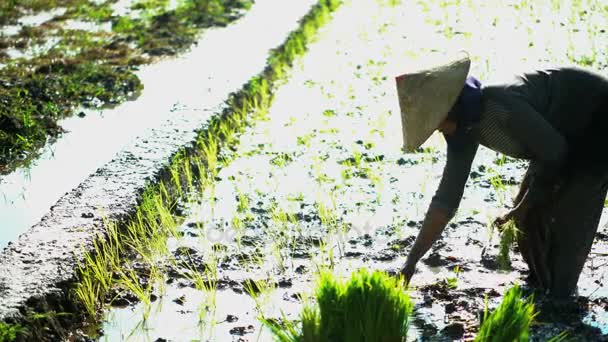 Arbeiter pflanzen Reissämlinge - Filmmaterial, Video