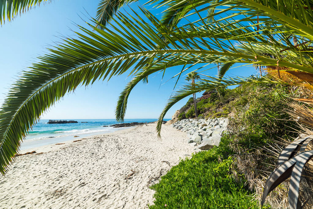 palmu Laguna Beach
 - Valokuva, kuva
