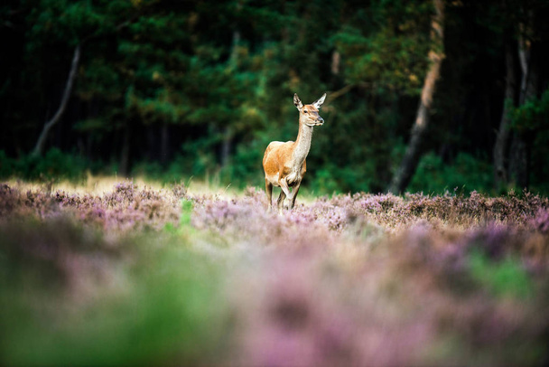 Ciervo rojo solitario doe
 - Foto, imagen