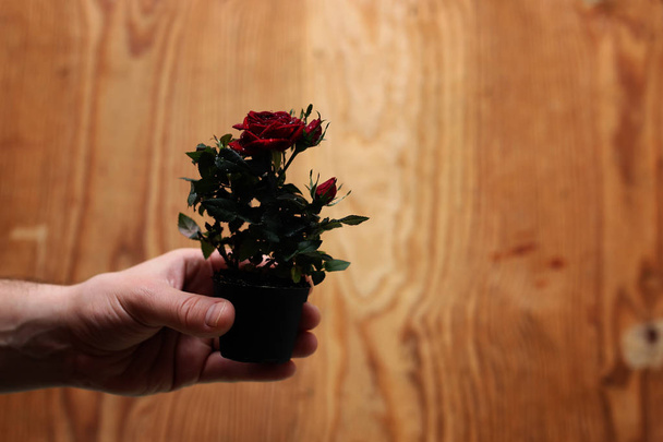 Rose in a hand man - Photo, Image